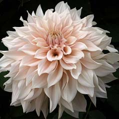 Dahlia Grandes Fleurs Dcoratif 'Caf au lait'